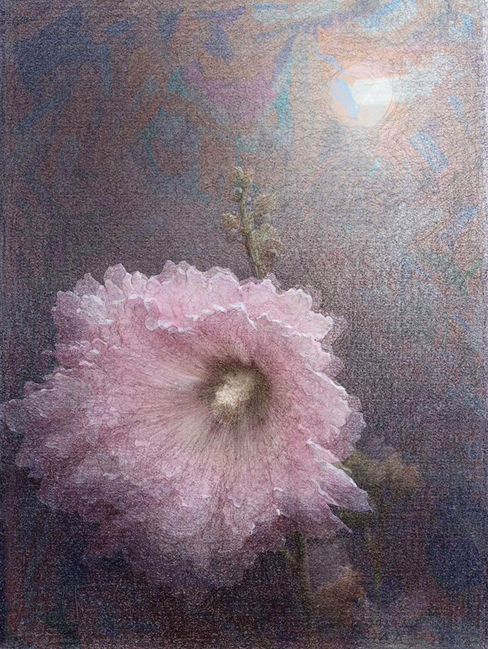 芙蓉
